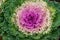 Decorative pink magenta green cabbage flower. Beautiful organic vegetable. Curly cabbage