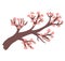 Decorative pink sakura tree concept, oriental cherry blossom, asian style wooden isolated on white, cartoon vector