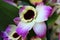 Decorative pink to white, yellow flower of Dendrobium orchid with dark purple center