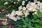 Decorative plant border with late season daisies, autumn leaves