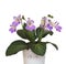 Decorative plant Chirita