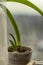 Decorative plant details growing in apartment