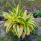 decorative plant with green and yellow colour for outdoor lanscape