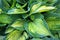 Decorative plant Hosta Funkia. Water drops on leaves after rain