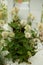Decorative plant with interesting flowers.With white decorative powder