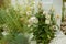 Decorative plant with interesting flowers.With white decorative powder