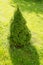 Decorative plant juniper bush grow garden meadow