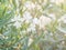 Decorative plant with white flowers against setting sun in Portugal.