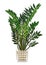 Decorative plant Zamioculcas zamiifolia. Indoor ZZ plant vector illustration
