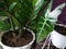 Decorative plants, Alocasia Frydek and Zanzibar Gem flexing together in the white pot