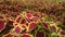 Decorative plants Coleus Blumei. Coleus foliage background.q