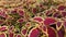 Decorative plants Coleus Blumei. Coleus foliage background.q