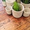 Decorative plants in concrete pots on old wooden table