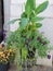 Decorative plants and flowers on display