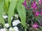 Decorative plants and flowers on display