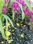 Decorative plants and flowers on display