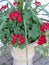 Decorative plants and flowers on display