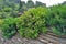 Decorative plants - junipers and blossoming pink shrubby cinquefoil  in stone garden