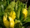 Decorative but poisonous yellow skunk cabbage