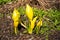 Decorative but poisonous yellow skunk cabbage