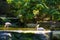 Decorative pond in a park of birds. A cormorant swims in a pond and a milk stork hunts