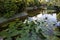 Decorative pond with white water lilies . Fiji.