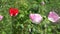 Decorative poppy flower blooms move in wind in summer garden. 4K