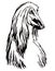 Decorative portrait of Afghan Hound vector illustration