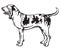 Decorative portrait of Dog Bracco Italiano vector illustration