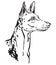 Decorative portrait of Ibizan Hound Dog vector illustration