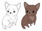 Decorative portrait of sitting brown Chihuahua dog, vector isolated hand drawn illustration on white background. Image for design