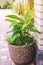 A decorative pot with canna lily and alyssum flowers stands in the courtyard. Landscaping of the territory. Decorate a private