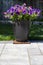 A Decorative Pot of Pink and Purple Petunias