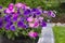 Decorative Pots of Pink and Purple Petunias