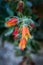 Decorative potted plant orange and yellow for outdoor