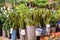 Decorative potted plants and bamboo are for sale. Garden shop with flowers and housplants.