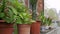 Decorative potted plants in residential neighborhood