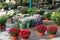 Decorative potted plants are for sale. Garden shop with flowers. Bushes and bouquets with hrysanthemums in pots in garden store.