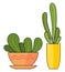 Decorative potted plants. Vector illustration of decorative green plants in pots on white bsckground