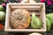 Decorative pumpkin varieties Lagenaria bottle and Gelioux relic in a wooden box. Food, vegetables, agriculture