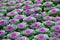 Decorative purple cabbage or kale cultivation background