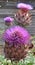 Decorative purple Cardoon artichoke thistle