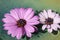 Decorative purple daisies Marguerite, Bornholmmargerite in a bowl with water
