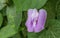 Decorative purple flower bean in garden with vine.