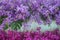 Decorative purple orchid flowers with green fern ornamental  and colorful inflorescence pink  dendrobium patterns blooming on