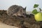 Decorative pygmy hedgehog with green apple. Prickly hedgehog sits on tree bark