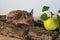 Decorative pygmy hedgehog with green apple. Prickly hedgehog sits on tree bark