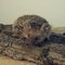 Decorative pygmy hedgehog is watching carefully. Prickly hedgehog sits on tree bark.