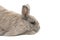Decorative rabbit gray lies in profile isolated on white background
