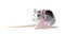 Decorative rat with pink ribbon isolated on white